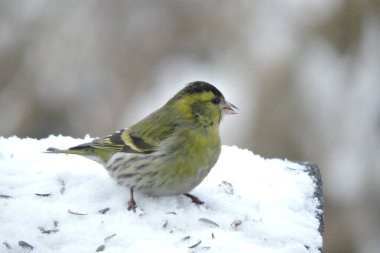 Karda oturup ayçekirdeği yiyen Avrasyalı bir erkeğin portresi.