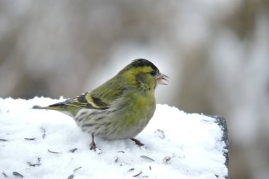 Karda oturup ayçekirdeği yiyen Avrasyalı bir erkeğin portresi.