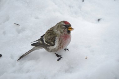 Alnında parlak kırmızı bir leke ve karda duran kırmızı bir göğsü olan ve ayçiçeği çekirdeklerini yiyen sıradan bir erkek.