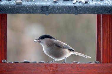 A marsh tit with a sunflower seed in its beak sitting inside a wooden bird feeder