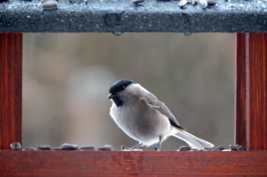 A marsh tit inside a wooden bird feeder