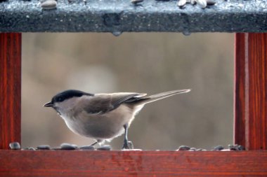 A marsh tit inside a wooden bird feeder