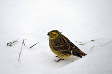A portrait of a male yellowhammer sitting in snow and eating a sunflower seed