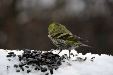 The back of a male Eurasian siskin sitting in snow next to a pile of sunflower seeds, blurred background