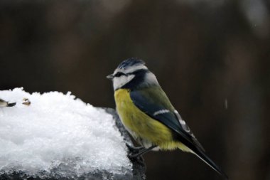 The Eurasian blue tit sitting on a bird feeder roof covered with snow, blurred background