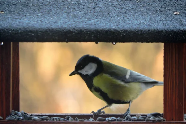 Great Tit Sitting Wooden Bird Feeder Rainy Weather — Stock Fotó