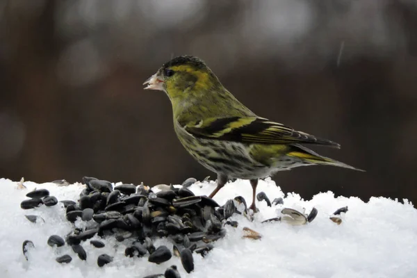A portrait of a male Eurasian siskin sitting in snow and eating sunflower seeds
