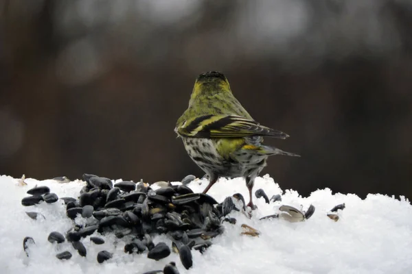 The back of a male Eurasian siskin sitting in snow next to a pile of sunflower seeds, blurred background