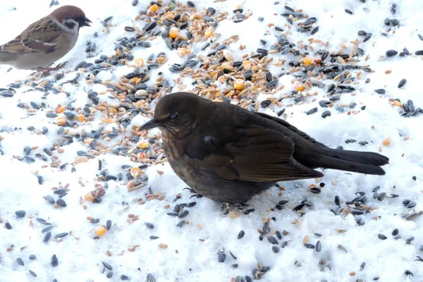 A female common blackbird and a tree sparrow standing in snow, grains and seeds scattered on snow, a german sparrow eating a seed
