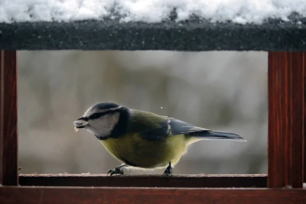 Eurasian Blue Tit Sitting Wooden Bird Feeder Sunflower Seed Its — Fotografia de Stock