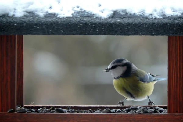 Eurasian Blue Tit Sitting Wooden Bird Feeder Blurred Background — Fotografia de Stock