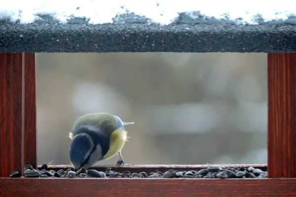 Eurasian Blue Tit Eating Sunflower Seeds Wooden Bird Feeder Blurred — Foto Stock