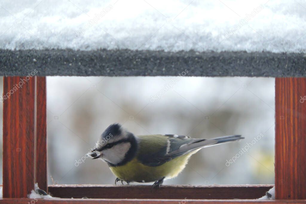 The Eurasian blue tit with raised feathers on its head  sitting inside a wooden bird feeder with a sunflower seed in its bill, blurred background