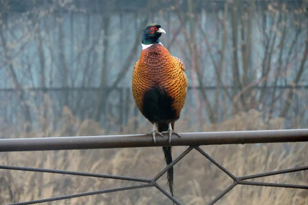 Faisan Mâle Debout Sur Une Clôture Métallique Rouillée Des Arbres — Photo