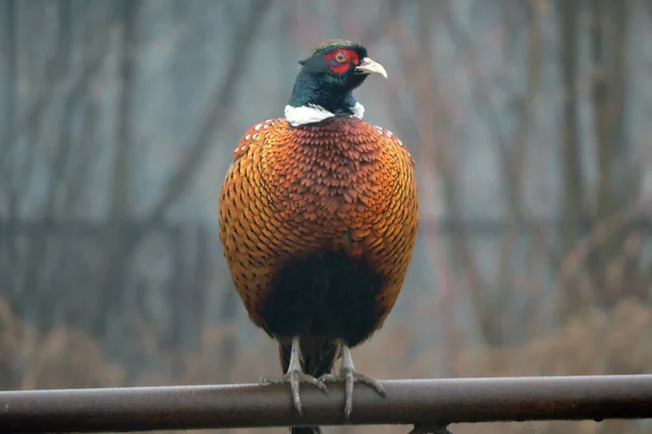 Male Pheasant Standing Metal Rusty Fence Blurred Leafless Trees Dry — Stock Photo, Image