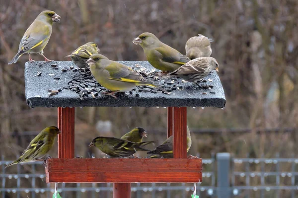 Bir Kuş Yemliğinin Içinde Oturan Ayçiçeği Çekirdeklerini Yiyen Bir Kuş — Stok fotoğraf