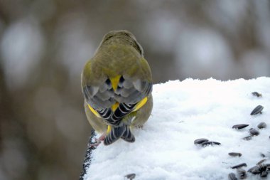 Karda duran erkek ispinozun sırtı. Karda dağılmış ayçiçeği tohumları, bulanık arka plan.
