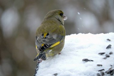 Bir erkek ispinozun portresi karın üzerinde duruyor ve ayçiçeği çekirdekleri yiyor, bulanık arkaplan