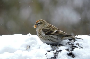 Alnında parlak kırmızı bir leke olan, karda duran ve ayçekirdeği yiyen, arka planda bulanık, karlı bir hava olan dişi bir kırmızı anket.