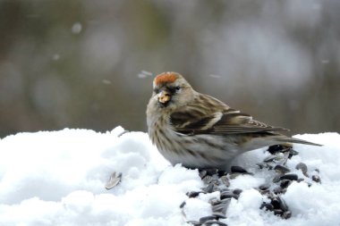 Alnında parlak kırmızı bir leke olan, karda duran ve ayçekirdeği yiyen, arka planda bulanık, karlı bir hava olan dişi bir kırmızı anket.