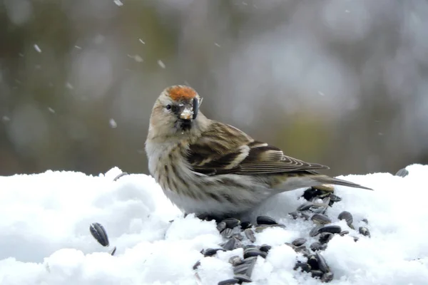 一种红色的雌鸟 额头上有一块鲜红的斑斑 站在雪地里吃葵花籽 背景模糊 天气多雪 — 图库照片