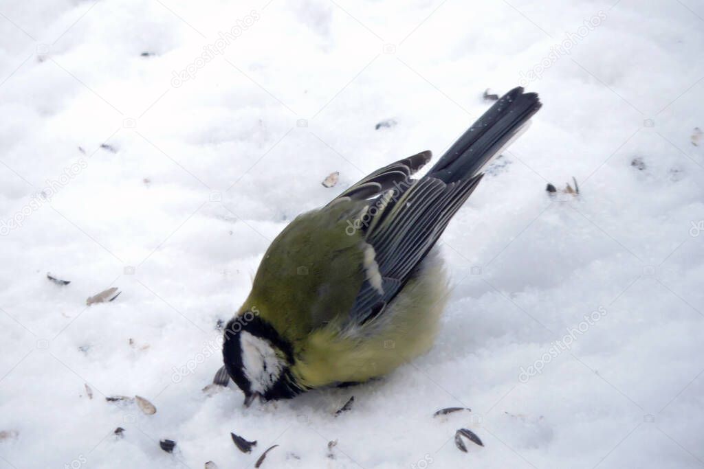 The great tit standing in snow and eating sunflower seeds scattered on snow
