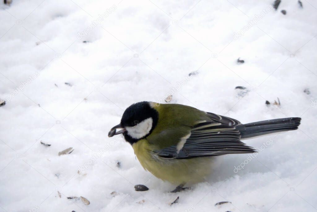 The great tit standing in snow withe a sunflower seed in its beak, sunflower seed shells scattered on snow