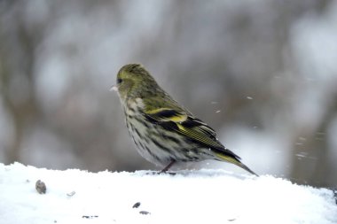 Karda oturan, bulanık arka planı olan Avrupalı bir kızın portresi.