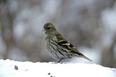 Karda oturan, bulanık arka planı olan Avrupalı bir kızın portresi.