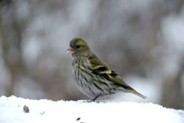 Karda oturan açık gagalı, bulanık arka planı olan Avrupalı bir kızın portresi.