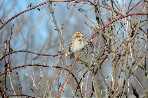 Uma Fêmea Yellowhammer Sentado Ramo Sem Folhas Céu Azul Fundo — Fotografia de Stock