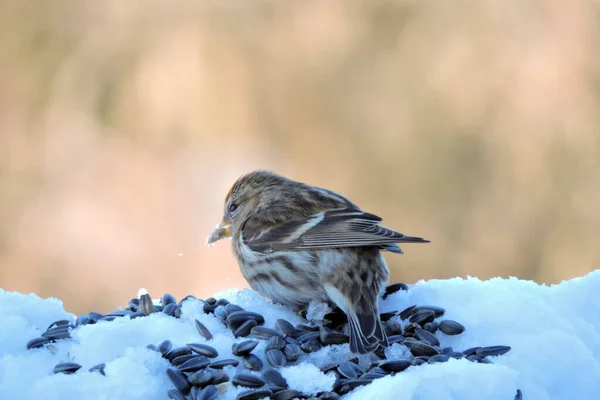 Female Common Redpoll Bright Red Patch Its Forehead Standing Snow — Stock Photo, Image