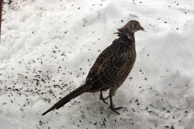 Karda dikilip ayçekirdeği yiyen kahverengi bir dişi sülünün portresi.