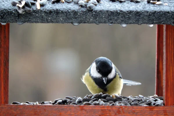 Great Tit Sitting Wooden Bird Feeder Rainy Weather — Foto Stock