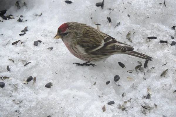 額に鮮やかな赤のパッチと雪の中に立つ赤い胸とひまわりの種を食べる男性の一般的な再調査 — ストック写真