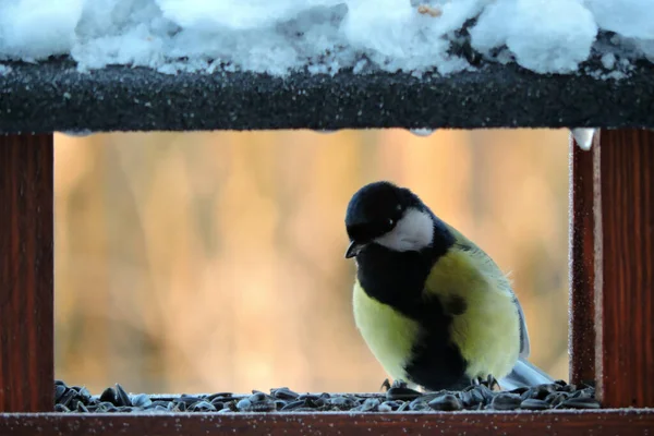 Male Great Tit Black Tie Zigzag Shape Sitting Wooden Bird — Foto Stock