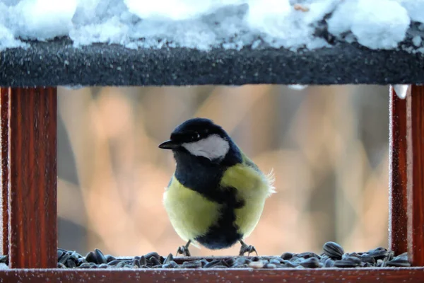 Male Great Tit Black Tie Zigzag Shape Sitting Wooden Bird — стоковое фото