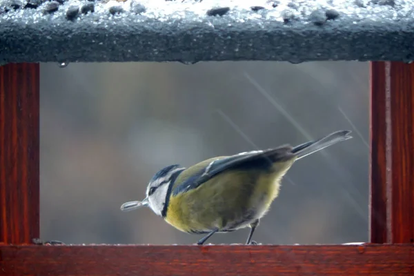 Eurasian Blue Tit Sunflower Seed Its Beak Sitting Wooden Bird — Foto Stock