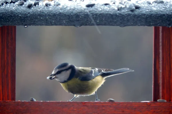 Eurasian Blue Tit Sunflower Seed Its Beak Sitting Wooden Bird — Fotografia de Stock