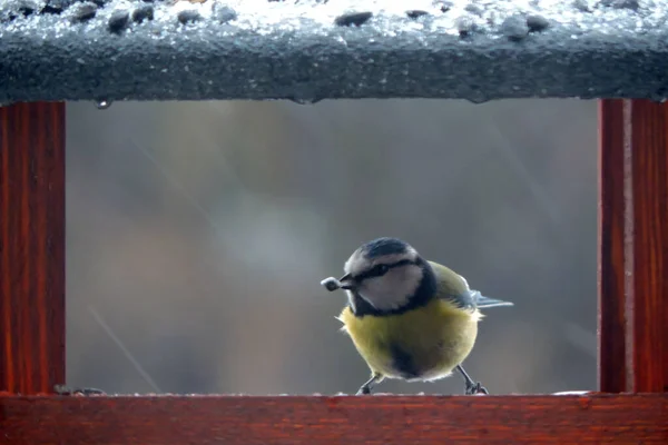 Eurasian Blue Tit Sunflower Seed Its Beak Sitting Wooden Bird — стокове фото