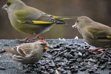 Ayçiçeği tohumu yiyen bir dişi ve bir erkek ve bir dişi ispinoz, bulanık bir arka plan.