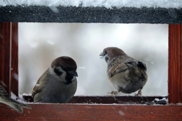 Zwei Baumsperlinge Sitzen Einem Braunen Hölzernen Vogelfutterhäuschen Verschneites Wetter — Stockfoto