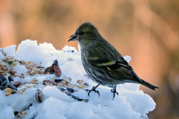 A portrait of a female European siskin sitting in snow and eating sunflower seeds, blurred background