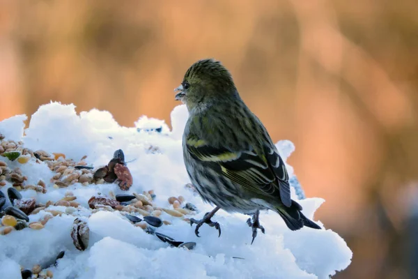 A portrait of a female European siskin sitting in snow and eating sunflower seeds, blurred background