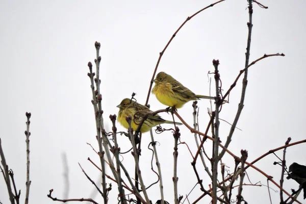 Ένα Πορτραίτο Δύο Αρσενικών Yellowhammers Σγουρά Φτερά Που Κάθονται Ένα — Φωτογραφία Αρχείου