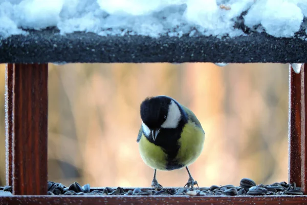 Male Great Tit Sitting Wooden Bird Feeder Some Snow Roof —  Fotos de Stock