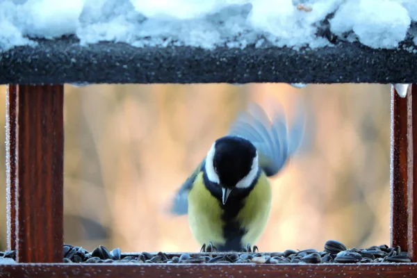 Male Great Tit Sitting Wooden Bird Feeder Open Wing Wooden — Fotografia de Stock