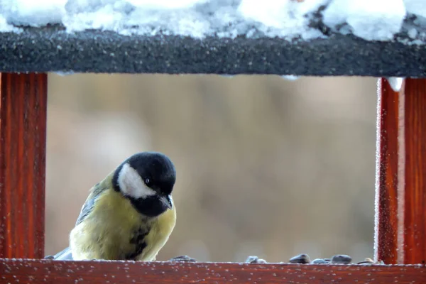 Male Great Tit Sitting Wooden Bird Feeder Some Snow Roof — 图库照片