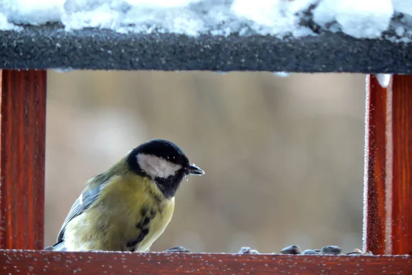 Male Great Tit Sitting Wooden Bird Feeder Some Snow Roof — Fotografia de Stock