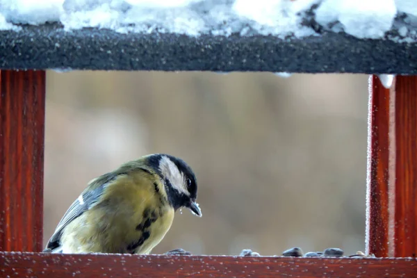 Male Great Tit Sitting Wooden Bird Feeder Some Snow Roof — Zdjęcie stockowe